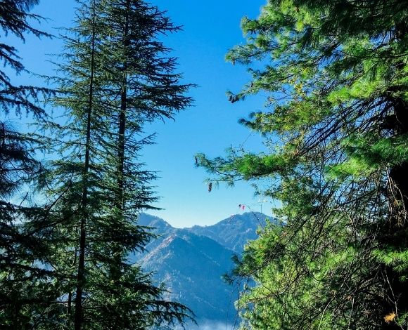 मशोबरा यात्रा गाइड: शिमला के पास शांत वीकेंड डेस्टिनेशन